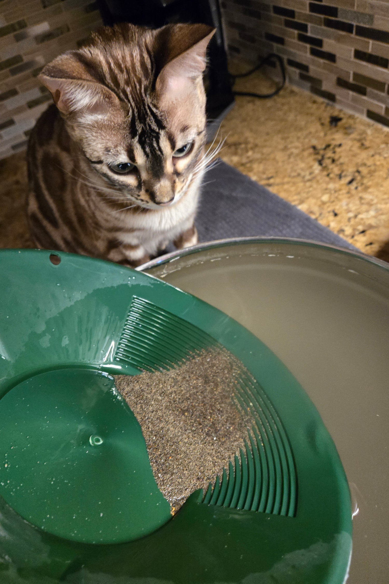 Clover helping find gold with DV Outdoors pan